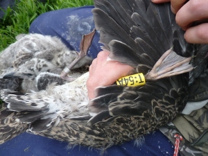T54E ringed on St Serfs on 29th June.  Reported in Punta Umbria, Huelva, South Spain on 27th October.